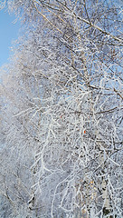 Image showing Birch branches covered with snow and hoarfrost