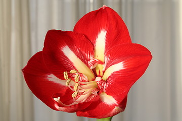 Image showing Amaryllis