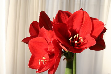 Image showing Amaryllis flowers