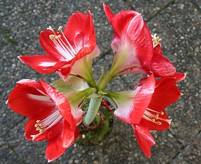 Image showing Beautiful Amaryllis with white stripes on petals