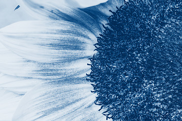 Image showing Macro shot of blooming sunflower