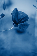 Image showing Tender shot of poppies