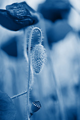 Image showing Tender shot of poppies on the field