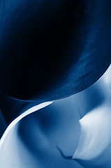 Image showing Macro shot of callas