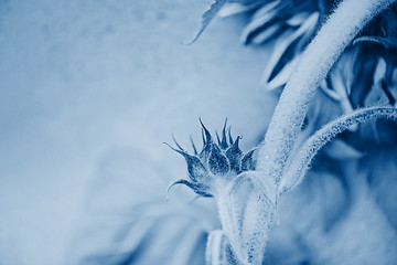 Image showing View to the bud of sunflower