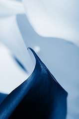 Image showing Macro shot of two callas