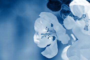 Image showing Apple tree flowers on the tree.