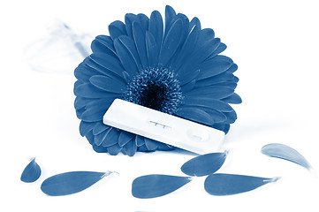 Image showing Positive pregnancy test and gerbera