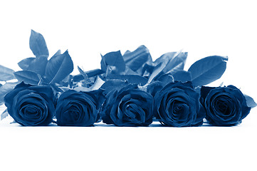 Image showing Roses in classic blue