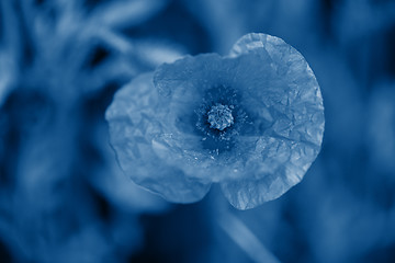 Image showing Macro shot of poppies