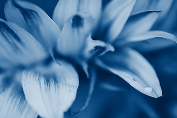 Image showing Macro shot of water drop on petal