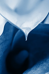 Image showing Macro of two calla flowers