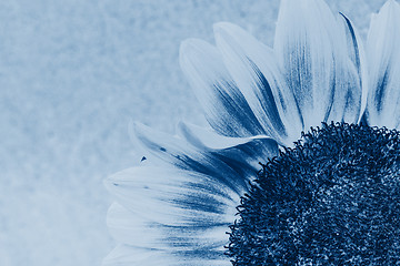 Image showing Macro drop on the sunflower petal
