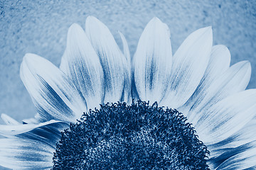 Image showing Macro shot of blooming sunflower. Conceptual image Sun Rising
