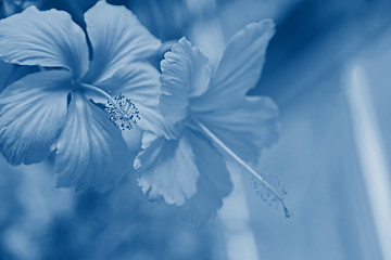 Image showing Tender macro shoot of pink hibiscus flowers.