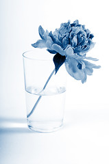 Image showing Small peony on vase