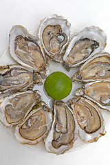 Image showing Opened Oysters