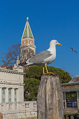 Image showing Seagull Venice