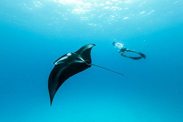 Image showing Underwater view of hovering Giant oceanic manta ray, Manta Birostris , and man free diving in blue ocean. Watching undersea world during adventure snorkeling tour on Maldives islands.