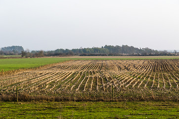 Image showing Sunlit stubble field in fall season