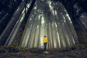 Image showing Enjoying the forest