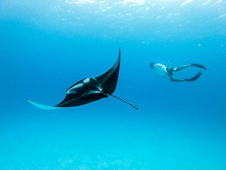 Image showing Underwater view of hovering Giant oceanic manta ray, Manta Birostris , and man free diving in blue ocean. Watching undersea world during adventure snorkeling tour on Maldives islands.