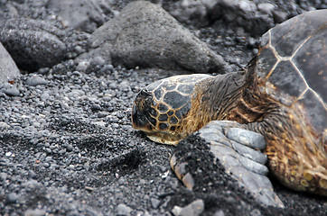 Image showing Sea Turtle at the Beach, Hawaii, USA