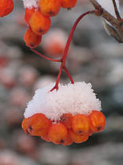 Image showing orange berries covered with snow