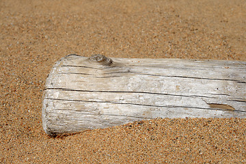 Image showing Dry tree trunk in sand