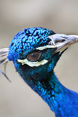 Image showing Peacock's head