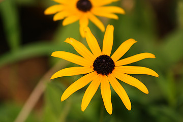 Image showing Yellow rudbeckia