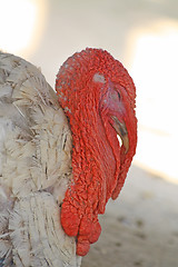 Image showing Turkey-cock