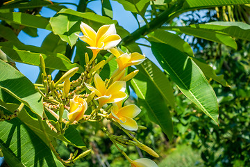 Image showing Pretty yellow plumeria flowers on the tree