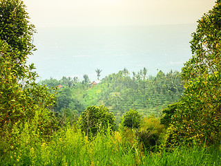 Image showing Bali landscape with green fields