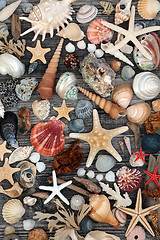 Image showing Driftwood Seashell and Seaweed Abstract