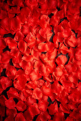 Image showing Background of beautiful red rose petals. Top view