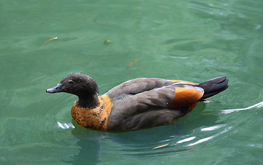 Image showing Swimming duck