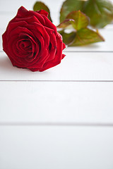 Image showing Fresh red rose flower on the white wooden table