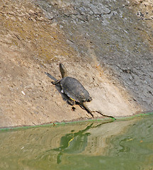 Image showing Turtle