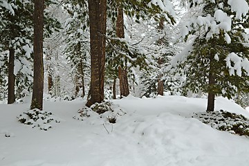 Image showing Winter Snowy Landscape