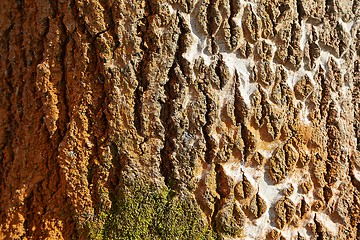 Image showing Tree trunk in a forest