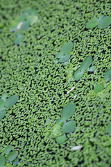 Image showing Duckweed