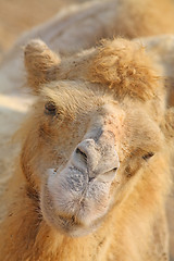 Image showing Camel