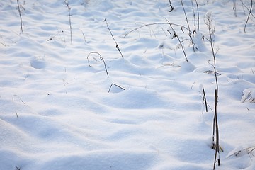 Image showing Fresh snow winter field background