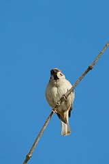 Image showing Sparrow on a branch, blue sky