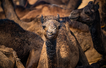 Image showing Camels at the Pushkar Fair, also called the Pushkar Camel Fair o