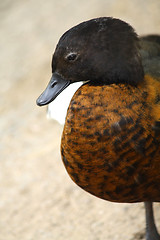 Image showing Ducky