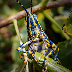 Image showing Aularches miliaris is a monotypic grasshopper species of the gen