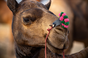 Image showing Camels at the Pushkar Fair, also called the Pushkar Camel Fair o