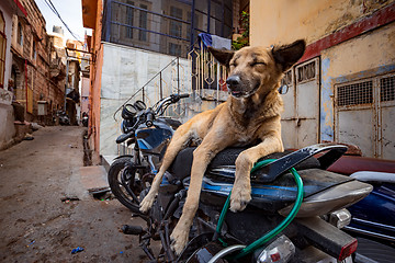 Image showing Indian street dog in Jaisalmer, Rajasthan, India